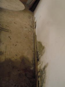 mold on garage wall
