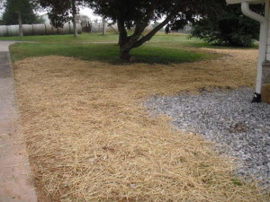 Yard after draining