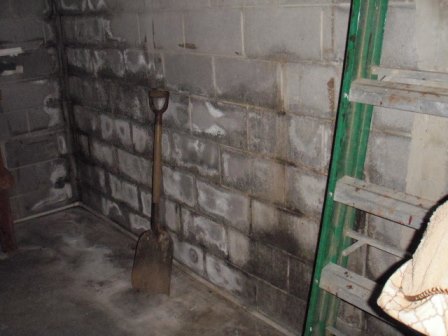 Mold in basement due to high moisture levels and water intrusion through foundation wall.